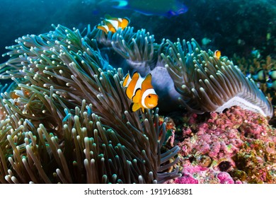 A family of False Clownfish on a coral reef at Koh Tachai island, Andaman Sea