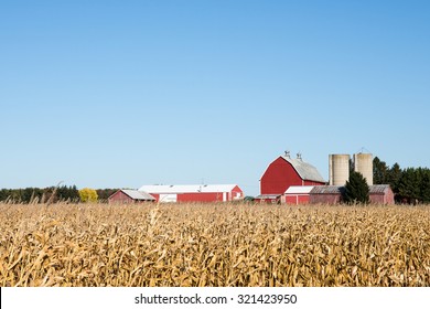 Family Farm Scene In The Fall - Red Barn And Other Rural Farm Buildings Behind A Field Of Dry Autumn Corn.  Ample Copy Space In Clear Sky If Needed.