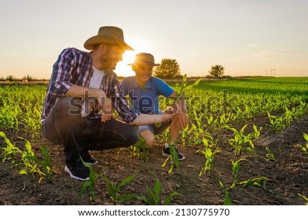 Family farmers are standing in their growing corn field. They are examining crops after successful sowing.