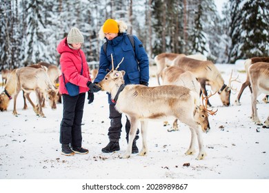 Family Of Father And Daughter Outdoors Feeding Reindeers On Farm On Sunny Winter Day In Lapland Finland