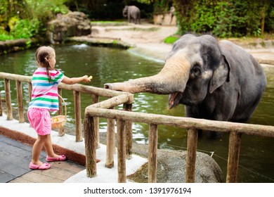 Family feeding elephant in zoo. Children feed Asian elephants in tropical safari park during summer vacation in Singapore. Kids watch animals. Little girl giving fruit to wild animal. - Shutterstock ID 1391976194