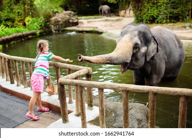 Family feeding elephant in zoo. Children feed Asian elephants in tropical safari park during summer vacation in Singapore. Kids watch animals. Little girl giving fruit to wild animal. - Shutterstock ID 1662941764