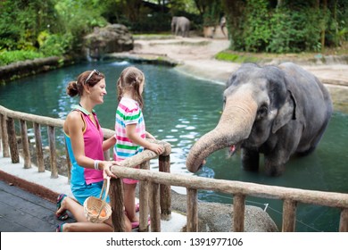  Family feeding elephant in zoo. Mother and child feed Asian elephants in tropical safari park during summer vacation in Singapore. Kids watch animals. Little girl giving fruit to wild animal.  - Shutterstock ID 1391977106