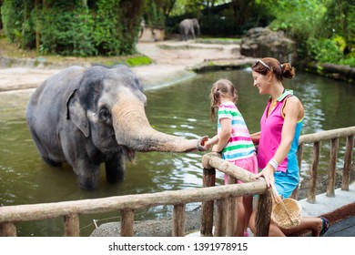  Family feeding elephant in zoo. Mother and child feed Asian elephants in tropical safari park during summer vacation in Singapore. Kids watch animals. Little girl giving fruit to wild animal.  - Shutterstock ID 1391978915
