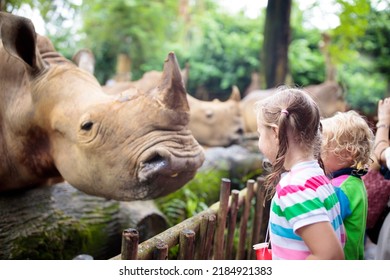 Family Feeding Rhino In Zoo. Children Feed Rhinoceros In Tropical Safari Park On Summer Vacation In Singapore. Kids Observe Animals. Little Girl And Boy Look At Rhinos. Wildlife Amusement Center.