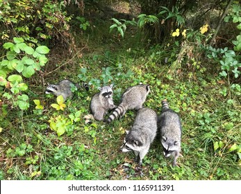 Family Of Five Raccoons In A Bushes In Stanley Park, Vancouver, BC, Canada 