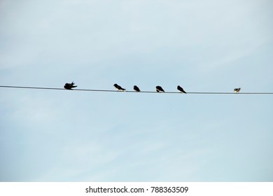 Family flock bird martin sit on cable. With space and sky background. - Shutterstock ID 788363509