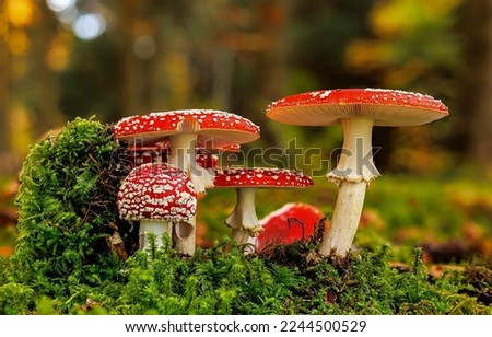 The family of fly agarics in forest moss. Fly agaric in moff. Fly agaric mushrooms. Fly agaric