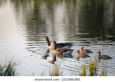 A family of forest goose swimming in a little lake during sunset time
