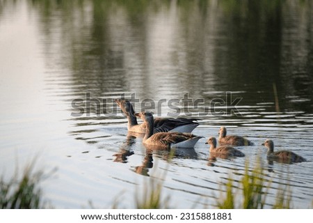 A family of forest goose swimming in a little lake during sunset time