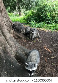 Family Of Four Raccoons In Stanley Park, Vancouver, BC, Canada