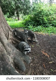 Family Of Four Raccoons In Stanley Park, Vancouver, BC, Canada