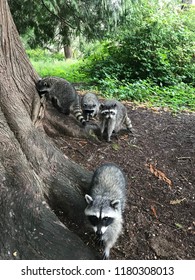 Family Of Four Raccoons In Stanley Park, Vancouver, BC, Canada