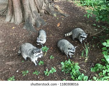 Family Of Four Raccoons In Stanley Park, Vancouver, BC, Canada