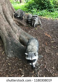 Family Of Four Raccoons In Stanley Park, Vancouver, BC, Canada