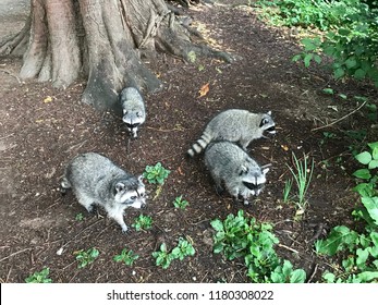 Family Of Four Raccoons In Stanley Park, Vancouver, BC, Canada