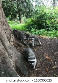 Family Of Four Raccoons In Stanley Park, Vancouver, BC, Canada