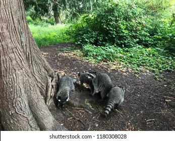 Family Of Four Raccoons In Stanley Park, Vancouver, BC, Canada