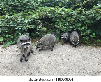 Family Of Four Raccoons In Stanley Park, Vancouver, BC, Canada