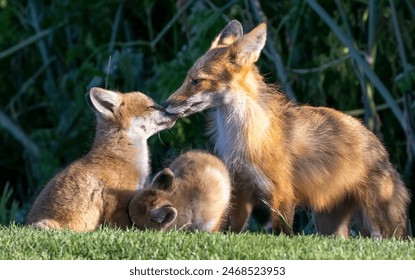 A family of foxes in a park setting - Powered by Shutterstock