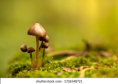 Family Of Fungi Grows Up In The Forest