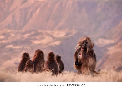 Family of furry monkey, sitting on the edge of clif against steep  mountains in background. Gelada baboon, Theropithecus gelada, wildlife scene from the UNESCO site of Simien Mountains, Ethiopia.