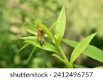 A family of gadflies, horseflies called Thereva nobilitata, bloodsucker sits on a leaf.