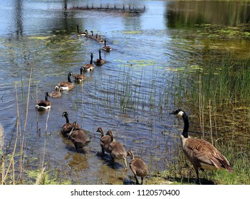 Family Of Geese Swim In A Row At Pontiac Trail Park In Walled Lake Michigan In The Summer.