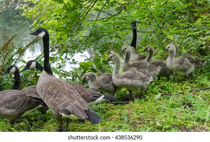 Family Of Geese Walking Near Mountain Lake Olympic Peninsula Wa. State.  Spring.