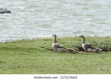 Family Of Geese Walking To Water.