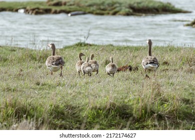 Family Of Geese Walking To Water.