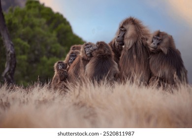 A family of Gelada Baboons,Theropithecus gelada in the  Simien mountains, capturing the close family bond in a natural environment, perfect for content dedicated to wildlife and nature. Ethiopia. - Powered by Shutterstock