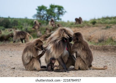 A family of Gelada monkeys (often thought to be baboons) pruning each other in the Simien Mountains National Park, Northern Ethiopia - Powered by Shutterstock