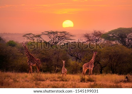 A family of giraffes against the backdrop of a beautiful orange sunset in the African savannah in the Serengeti National Park, Tanzania.