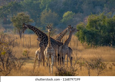 Family of giraffes going to feed, Matopos, Zimbabwe