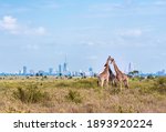 Family of Giraffes in the Park - Nairobi Skyline 