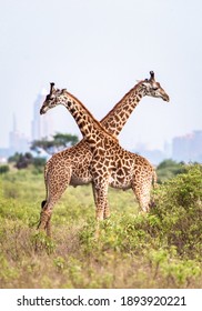 Family Of Giraffes In The Park - Nairobi Skyline 