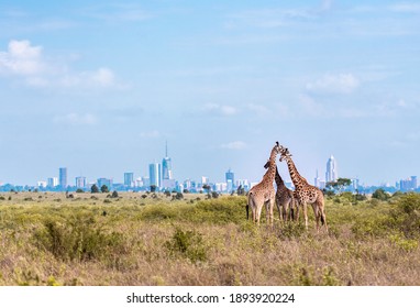 Family Of Giraffes In The Park - Nairobi Skyline 