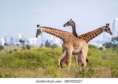 Family Of Giraffes In The Park - Nairobi Skyline 