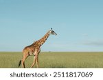 Family of giraffes walking through grasslands in Kenya, Africa, Tanzania. Wildlife safari photography, travel, African safari, Mother giraffe, Father giraffe, Baby giraffe, male, female, infant