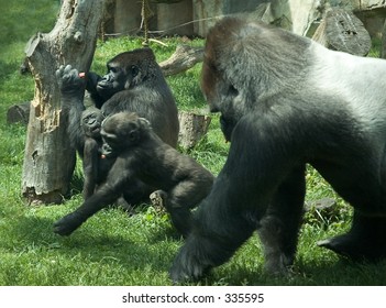 A Family Of Gorillas With The Brothers  Playing.