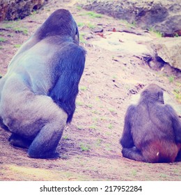 Family Of Gorillas, Instagram Effect