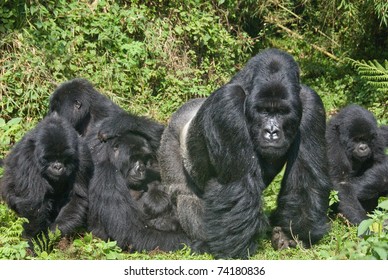 Family Of Gorillas, Rwanda