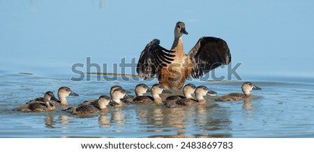 Similar – Image, Stock Photo Mother and Baby Muscovy ducklings Cairina moschata