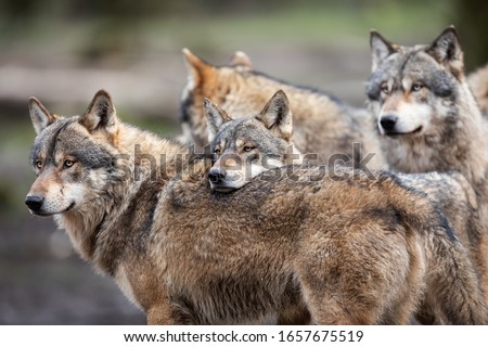 Family of grey wolf in the forest