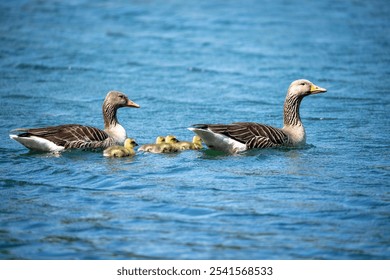 A family of greylag geese swimming in a blue lake. - Powered by Shutterstock