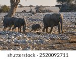 Family group of African elephant (Loxodonta africana) approaching a waterhole in Etosha National Park in Namibia.