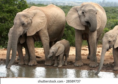 Family group of African elephants quenching their thirst