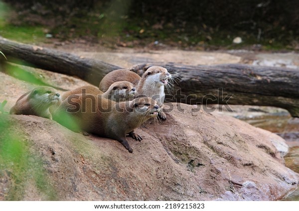 Family group of Asian short-clawed\
Otters sitting on a large Boulder with a natural\
background