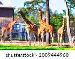 A family group of brown spotted giraffes in a paddock of Australian Great western plains town Dubbo.